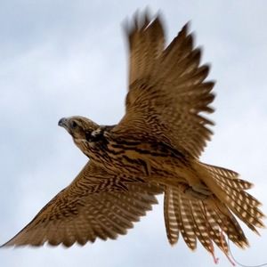 Meet your Posher, Daoud